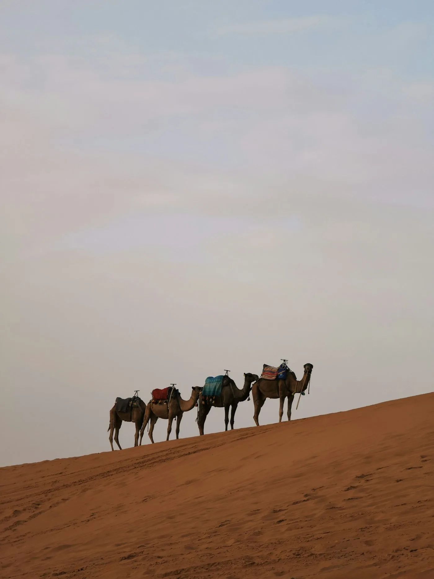 Camels on desert dunes